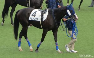 東京競馬場のオヒアレフア