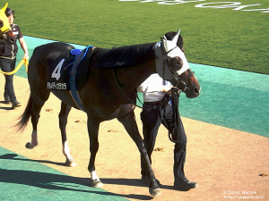 白秋Sのテルメディカラカラ