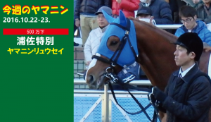 今週のヤマニン・ヤマニンリュウセイ