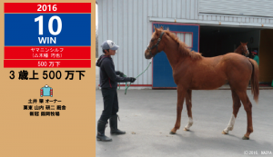 2016年10勝目・ヤマニンシルフ