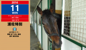 2016年11勝目・ヤマニンエルフィン