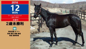 2016年12勝目・アーリーサプライズ