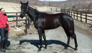 CRステーブル時代のアーリーサプライズ