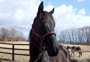 CRステーブル時代のアーリーサプライズ