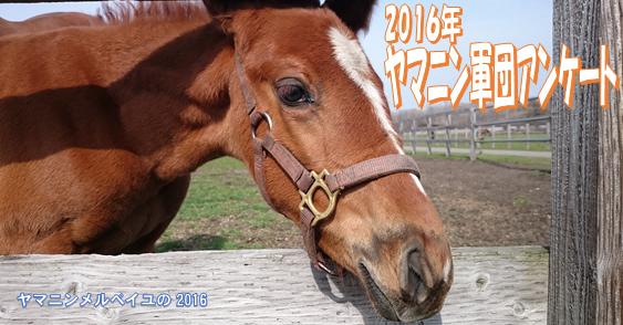 2016年 ヤマニン軍団アンケート