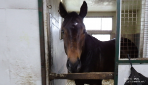 育成時代のヤマニンアウォーズ