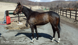 CRステーブル時代のヤマニンレナータ