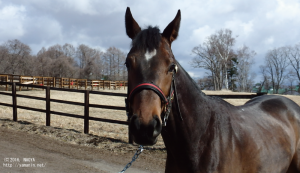 CRステーブル時代のヤマニンレナータ