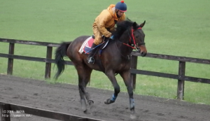 育成時代のヤマニンゼーレ