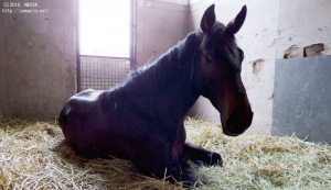 育成時代のヤマニンゼーレ