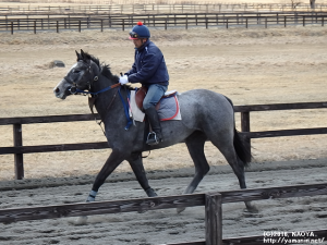育成時代のヤマニンアルバス