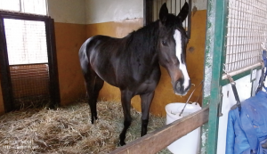 育成時代のヤマニンベリンダ