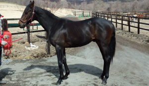 CRステーブル時代のヤマニンペダラーダ