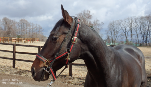 CRステーブル時代のヤマニンペダラーダ