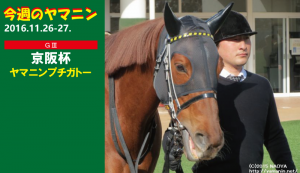 今週のヤマニン・ヤマニンプチガトー