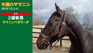 今週のヤマニン・ヤマニンペダラーダ