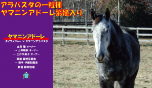 ヤマニンアドーレ繁殖入り