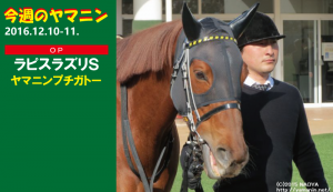 今週のヤマニン・ヤマニンプチガトー