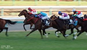 ラピスラズリS・ヤマニンプチガトー