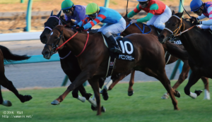 ラピスラズリS・ヤマニンプチガトー