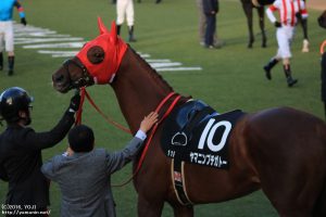 ラピスラズリS・ヤマニンプチガトー