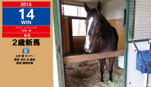 2016年14勝目・ヤマニンベリンダ