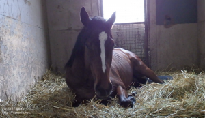 育成時代のヤマニンアルクール