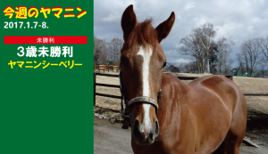 今週のヤマニン・ヤマニンシーベリー