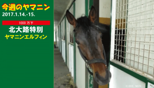 今週のヤマニン・ヤマニンエルフィン