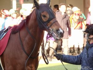 AJCC・ヤマニンボワラクテのパドック