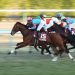 AJCC・ヤマニンボワラクテの1周目