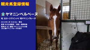 競走馬登録・ヤマニンベルベーヌ