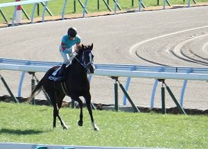 かささぎ賞・ヤマニンベリンダのレース後