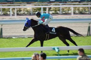 かささぎ賞・ヤマニンベリンダの本馬場入場