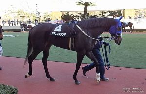 かささぎ賞・ヤマニンベリンダのパドック