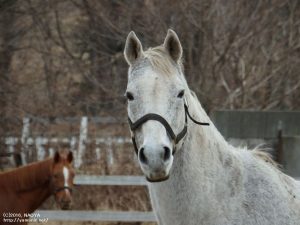 ジョリーダンス