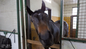 育成時代のヤマニンシレーナ