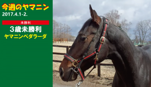 今週のヤマニン・ヤマニンペダラーダ