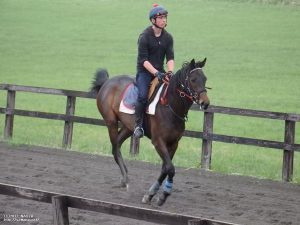 育成時代のヤマニンアンプリメ