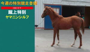 今週の特別競走登録・ヤマニンシルフ