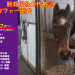 速報・ヤマニンゼファー逝去