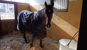 １歳時のヤマニンヌヌース