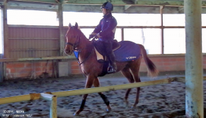 初期調教中のヤマニンヌヌース(1歳12月)