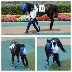 ヤマニンゼーレのパドック