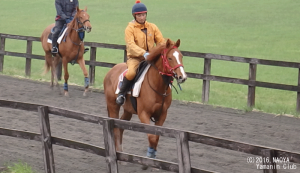 育成時代のヤマニンベルベーヌ