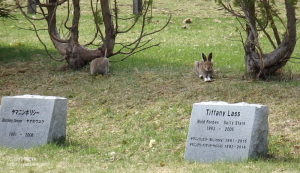名牝のメモリアル碑とウサギたち