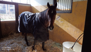 育成時代のヤマニンヌヌース