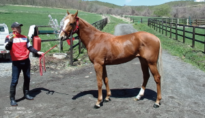 CRステーブル時代のリメンブランス