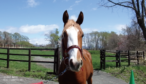 CRステーブル時代のリメンブランス