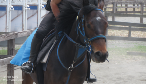 育成時代のヤマニンアルテア